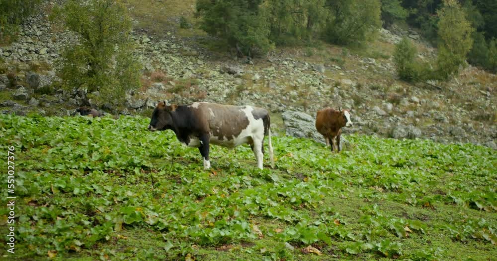 Cows grazing in mountains cloud and rain weather Cows grazing in mountains cloud and rain weather
