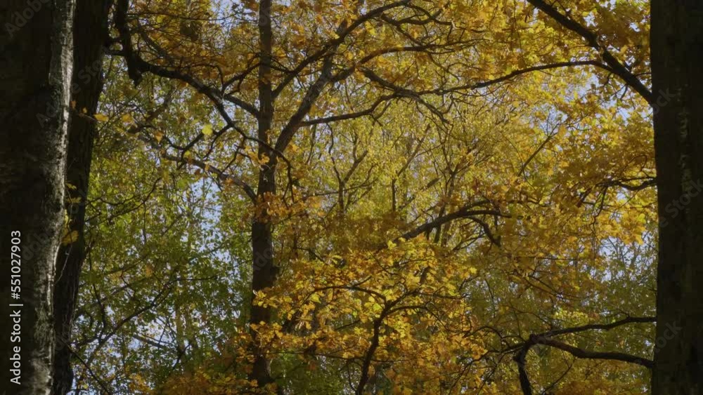 St. Petersburg, Central Park on Elagin Island in autumn. Branches of autumn oaks. St. Petersburg, Central Park on Elagin Island in autumn. Branches of autumn oaks.