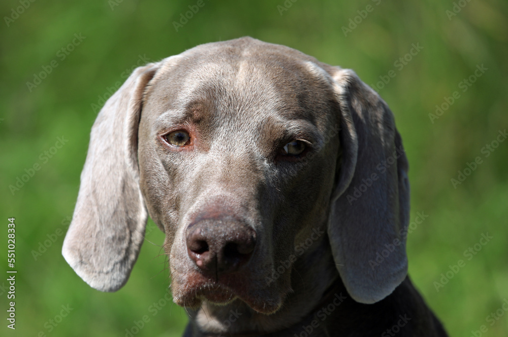 Portait of a Weimaraner hunting dog infront of a gras green backgound in bright sunshine