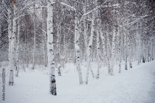 Birch forest in the snow. getting through winter forest trees. Inside there is a winter forest with snow-covered trees. Fairy forest with snow on the trees.