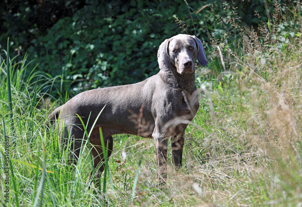 Weimaraner hunting dog is standing in the high gras in the water waiting for the command to retrieve Weimaraner hunting dog is standing in the high gras in the water waiting for the command to retrieve