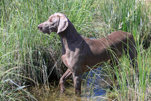 Weimaraner hunting  dog is standing in the high gras in the water waiting for the command to retrieve