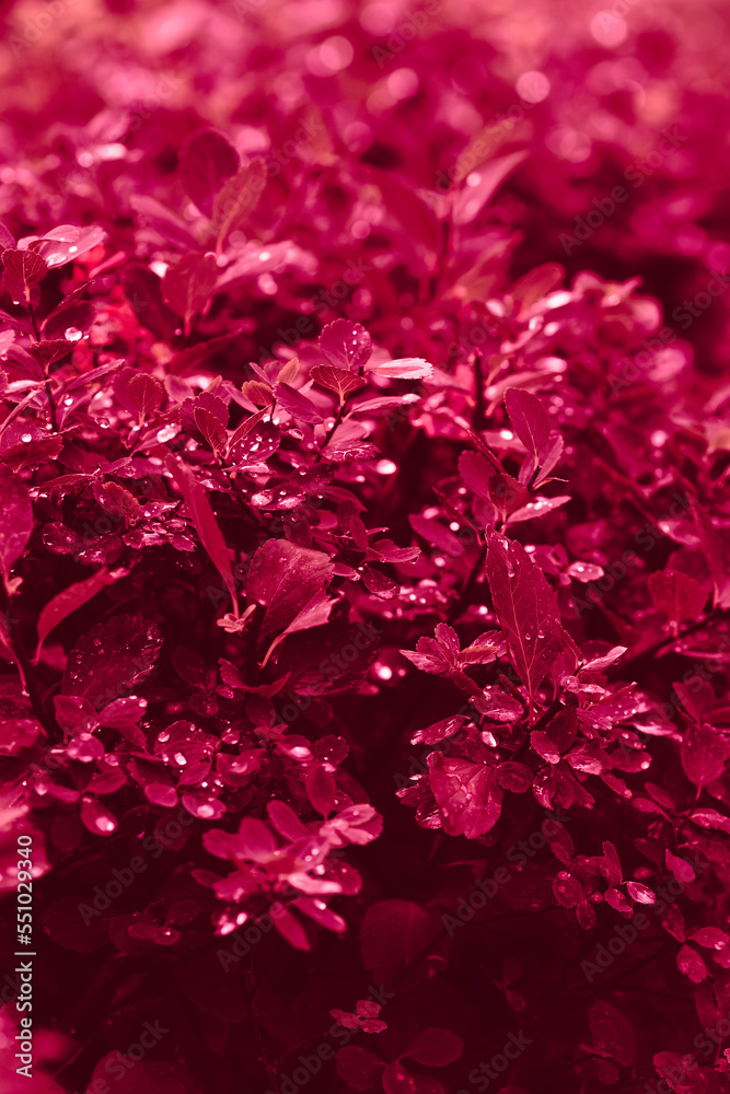 Fototapeta premium grass in drops water viva magenta color 