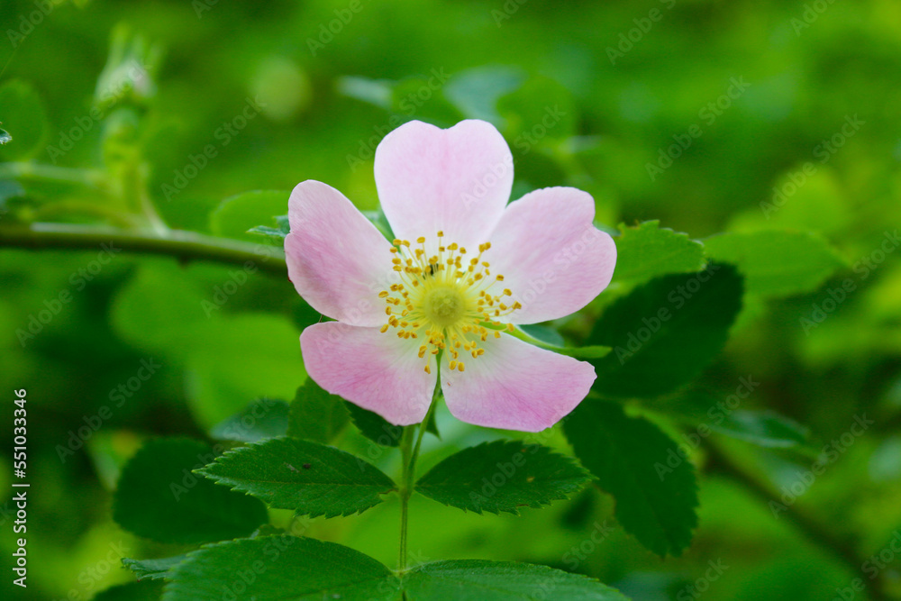 White-purple five-petalled flower among green leaves. White-purple five-petalled flower among green leaves.