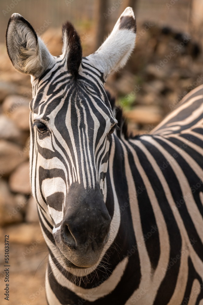 Fototapeta premium Zebra portrait. Burchell's zebra, Equus quagga burchellii.