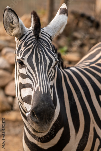 Zebra portrait. Burchell s zebra  Equus quagga burchellii.