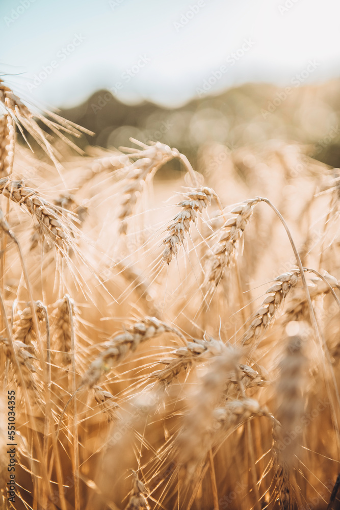 Fototapeta premium Golden wheat field with dry ears in sunny day. Summer natural background