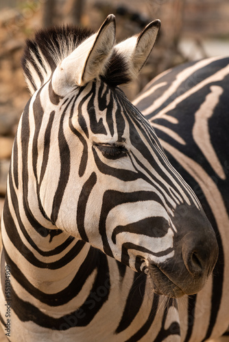 Fototapeta Naklejka Na Ścianę i Meble -  Plains zebra portrait in natural background in Kruger National park, South Africa ; Specie Equus quagga burchellii family of Equidae