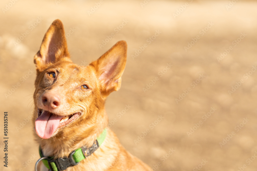 Photo with copy space of a podengo dog with an expression of attention in a park Photo with copy space of a podengo dog with an expression of attention in a park