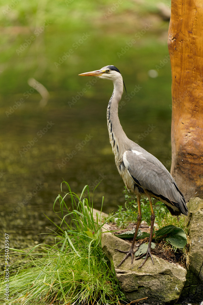Graureiher, Ardea cinerea, Fischreiher, Reiher Graureiher, Ardea cinerea, Fischreiher, Reiher