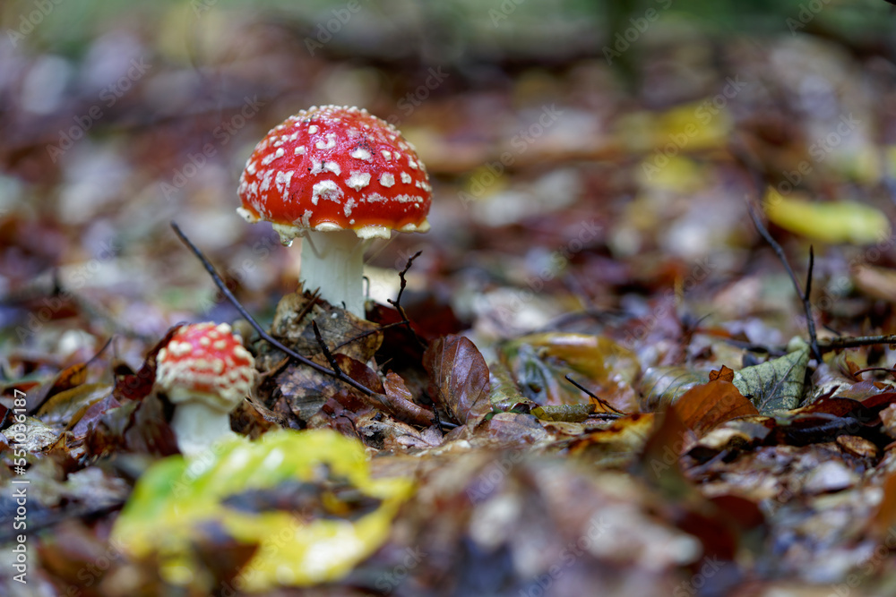 Roter Fliegenpilz, Amanita muscaria, Roter Fliegenpilz, Amanita muscaria,