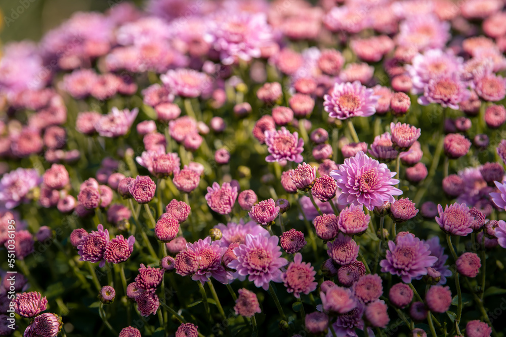 Macroscopic photos naturally show pink chrysanthemums. A plant with pink chrysanthemums in the park has beautiful bright pink chrysanthemums in the background of chrysanthemums.