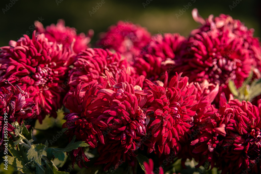 Magenta chrysanthemums bloom in close up, chrysanthemums that bloom this year have many beautiful colors Magenta chrysanthemums bloom in close up, chrysanthemums that bloom this year have many beautiful colors