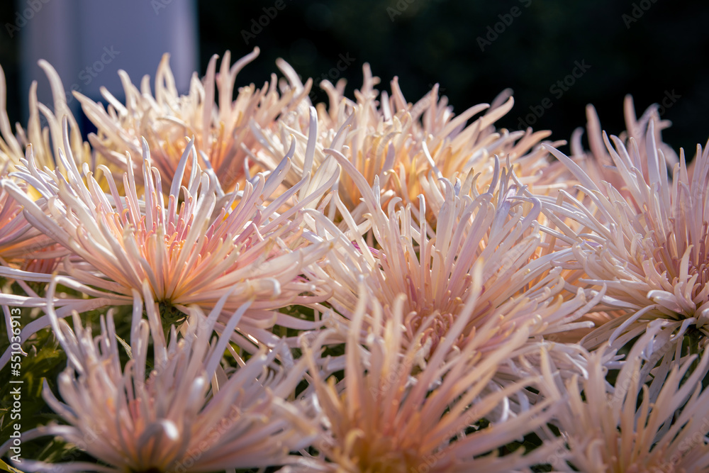 Floral background of rosy chrysanthemum flowers, autumn bright bloom of pink flowers, selective focus Floral background of rosy chrysanthemum flowers, autumn bright bloom of pink flowers, selective focus