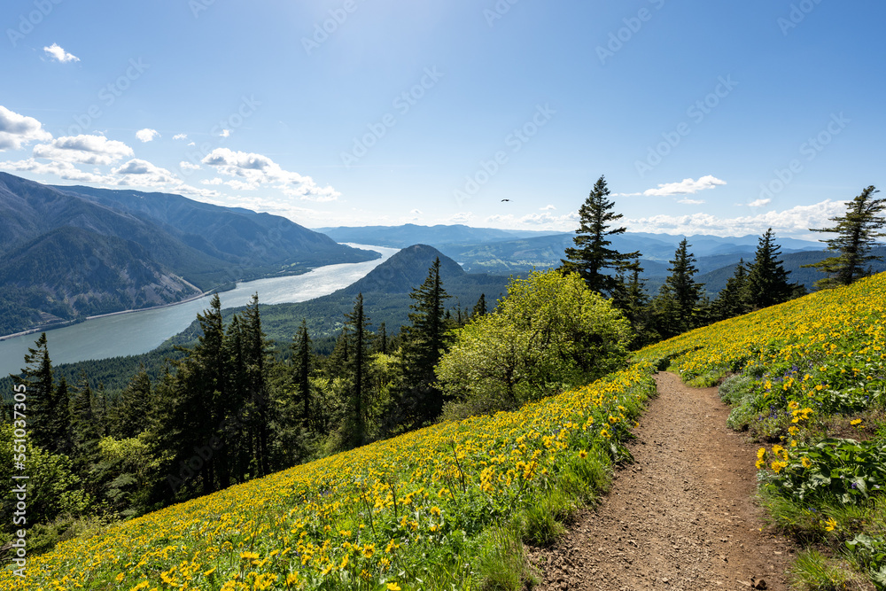 landscape of meadow in the summer with yellow wildflowers