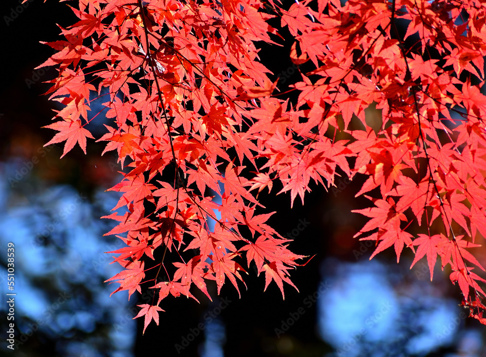 鮮やかな紅葉 鮮やかな紅葉