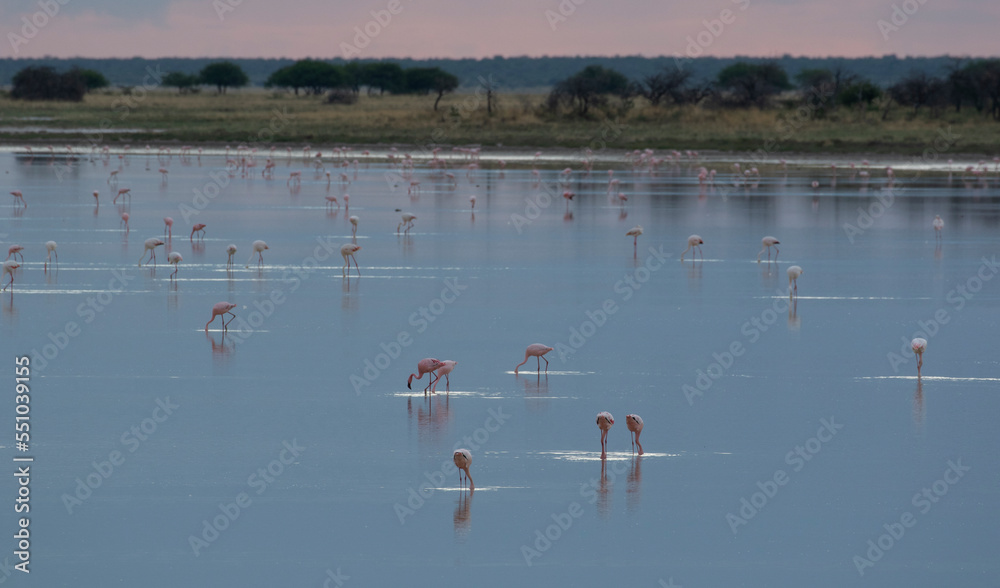 Flamingoes in a lake.