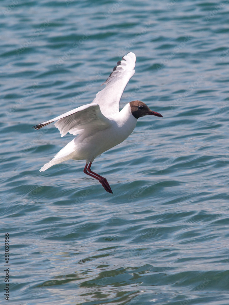 Mouette rieuse Mouette rieuse