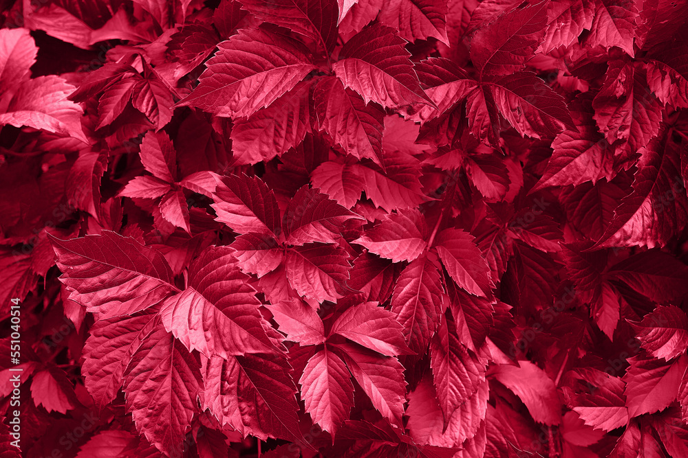 Viva magenta color of the year 2023. leaves pattern background in color viva magenta with dark leaves, fresh flat background toned in color of the year 2023 viva magenta. Grape leaves