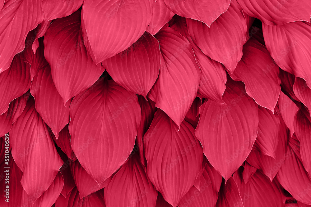 Viva magenta color of the year 2023. leaves pattern background in color viva magenta with dark leaves, fresh flat background toned in color of the year 2023 viva magenta. Hosta leaves. - obrazy, fototapety, plakaty 
