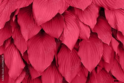 Viva magenta color of the year 2023. leaves pattern background in color viva magenta with dark leaves, fresh flat background toned in color of the year 2023 viva magenta. Hosta leaves. © natabook2015