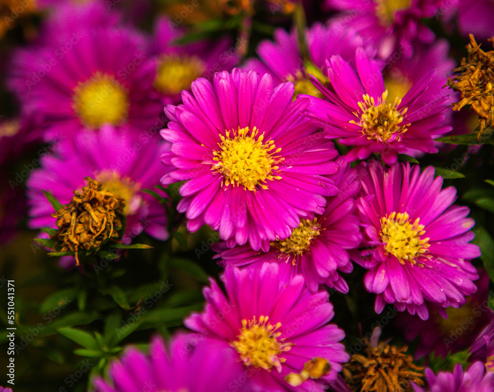 flowers flowers