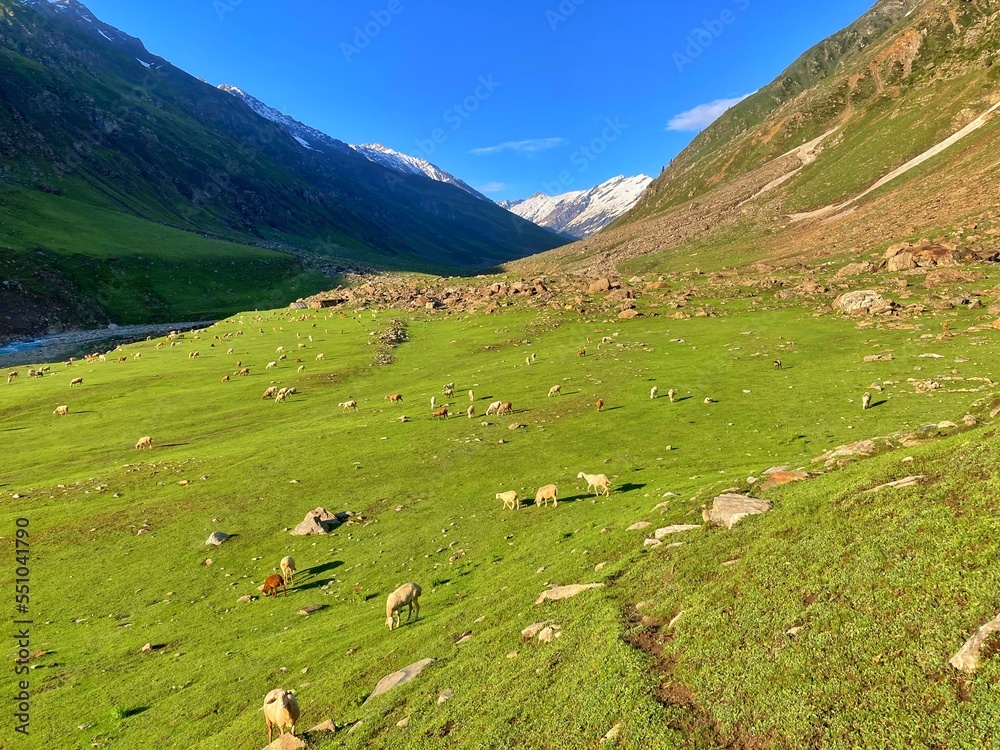Beautiful pasture with Animal cows goats