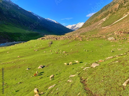 Beautiful pasture with Animal cows goats