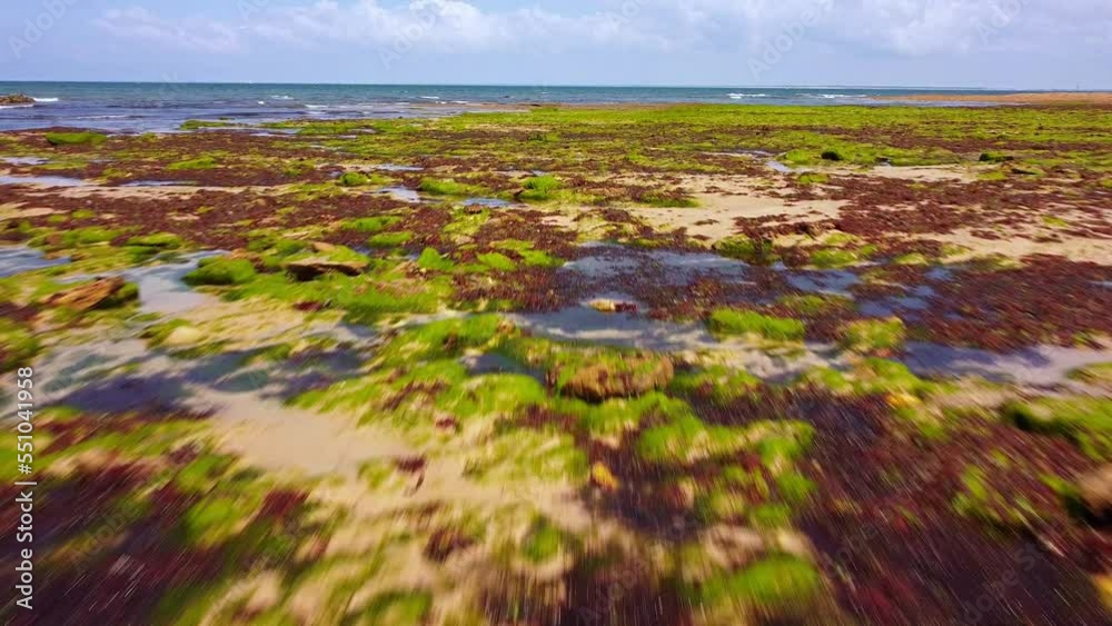 Vue aérienne rasante d'un paysage de bord de mer avec des algues et des varechs de différentes couleurs Vue aérienne rasante d'un paysage de bord de mer avec des algues et des varechs de différentes couleurs