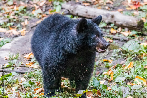 Black bear in forest at national park la Mauricie.Quebec. Canada.