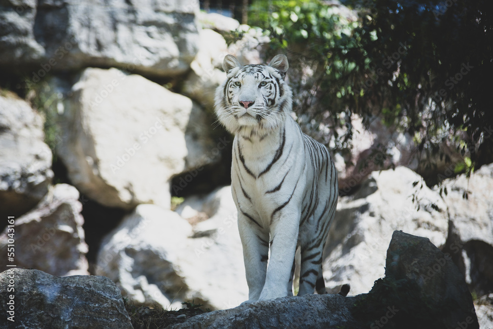 Standing white tiger
Standing white tiger