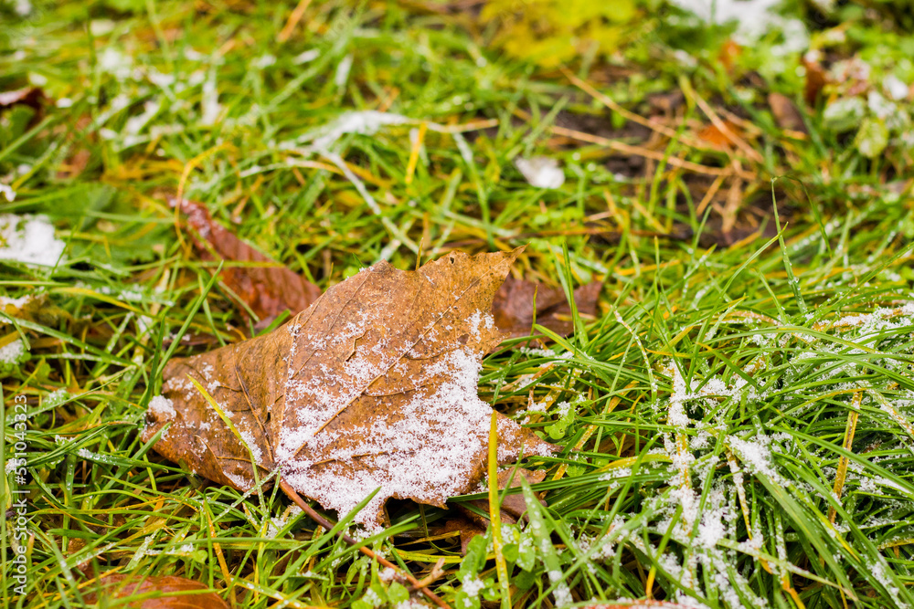 Naklejka premium dry fallen leaf shot at close range with a texture covered with snow and frost on the background of grass with green bokeh during the day