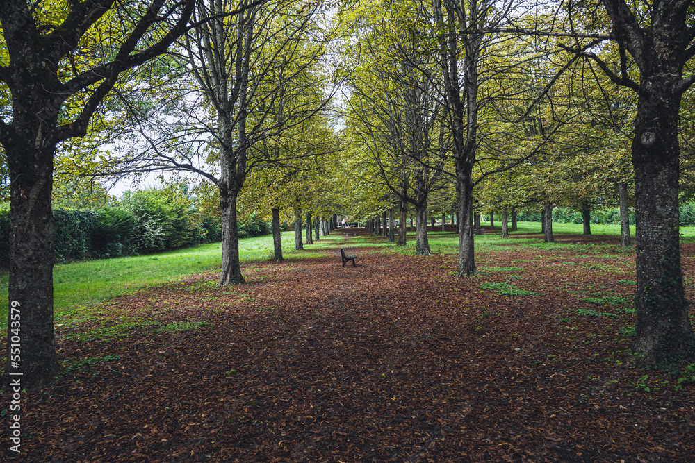 Naklejka premium allée d'arbre avec banc en automne