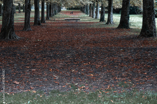 allée d'arbre dramatique en automne photo