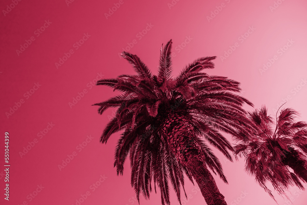 Viva Magenta color of the year 2023 Palm tree on background of sky bottom view, abstract summer tropical modern background. magenta color poster design, nature