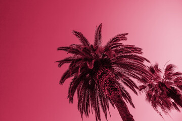 Acrylglasbilder Pantone 2023 Viva Magenta Viva Magenta color of the year 2023 Palm tree on background of sky bottom view, abstract summer tropical modern background. magenta color poster design, nature  © Yulia