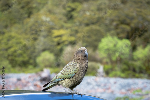 Parrots/Kea