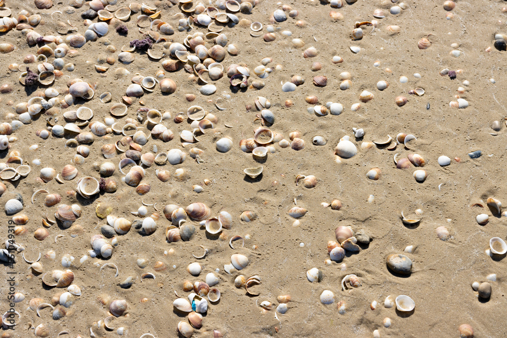 shells on the beach shells on the beach