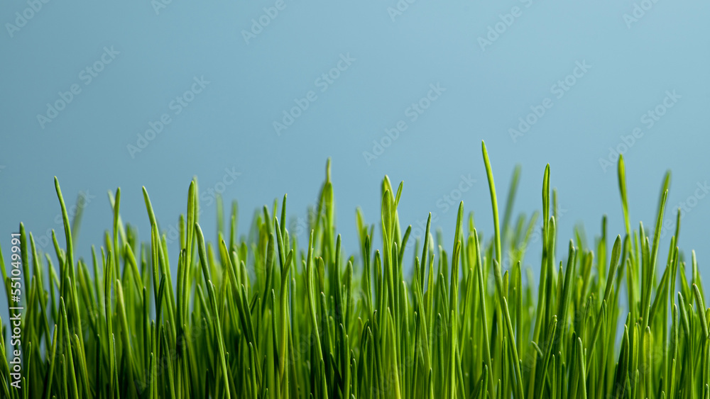 Sprouts of young green grass on a blue background, banner, place for text Sprouts of young green grass on a blue background, banner, place for text