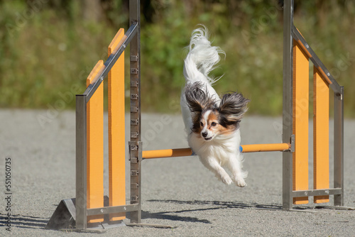 Cute Papillon jumps over an agility hurdle on a dog agility course