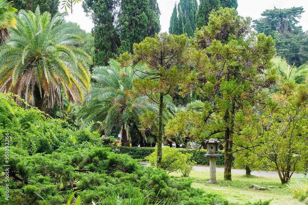 palms, cypresses, pines and other plants in the arboretum palms, cypresses, pines and other plants in the arboretum