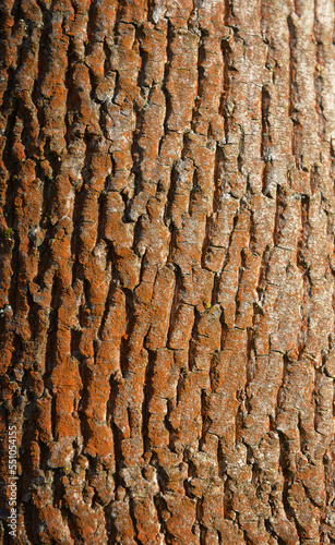 Old and scarred maple bark. Close up picture of old bark on the maple tree during sunrise. Brown bark is covered by old moss of ginger color.