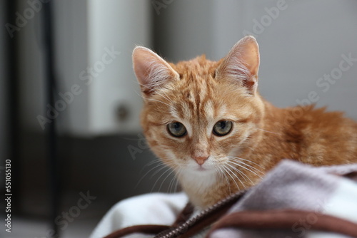 Fototapeta Naklejka Na Ścianę i Meble -  Cute cat on a blanket