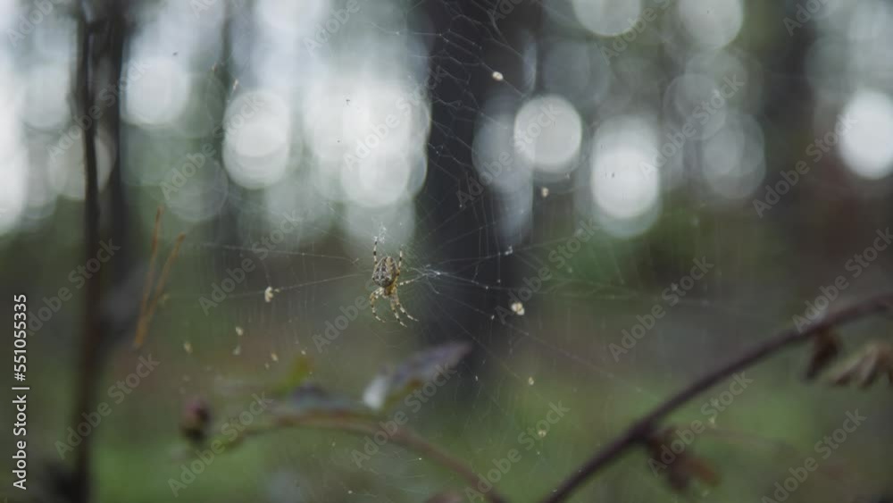 Spinne Spinne
