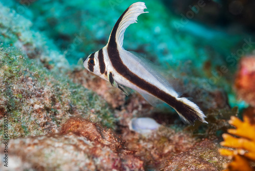 Underwater scene with a wild juvenile spotted drum while seen SCUBA diving photo