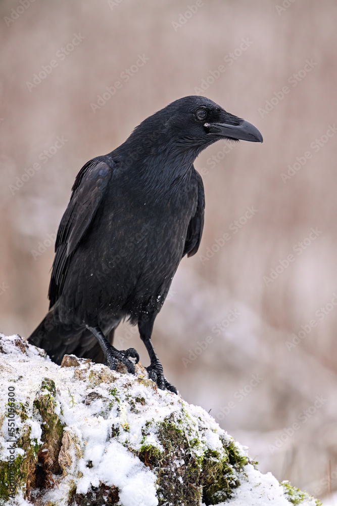 Fototapeta premium Common raven portrait in winter