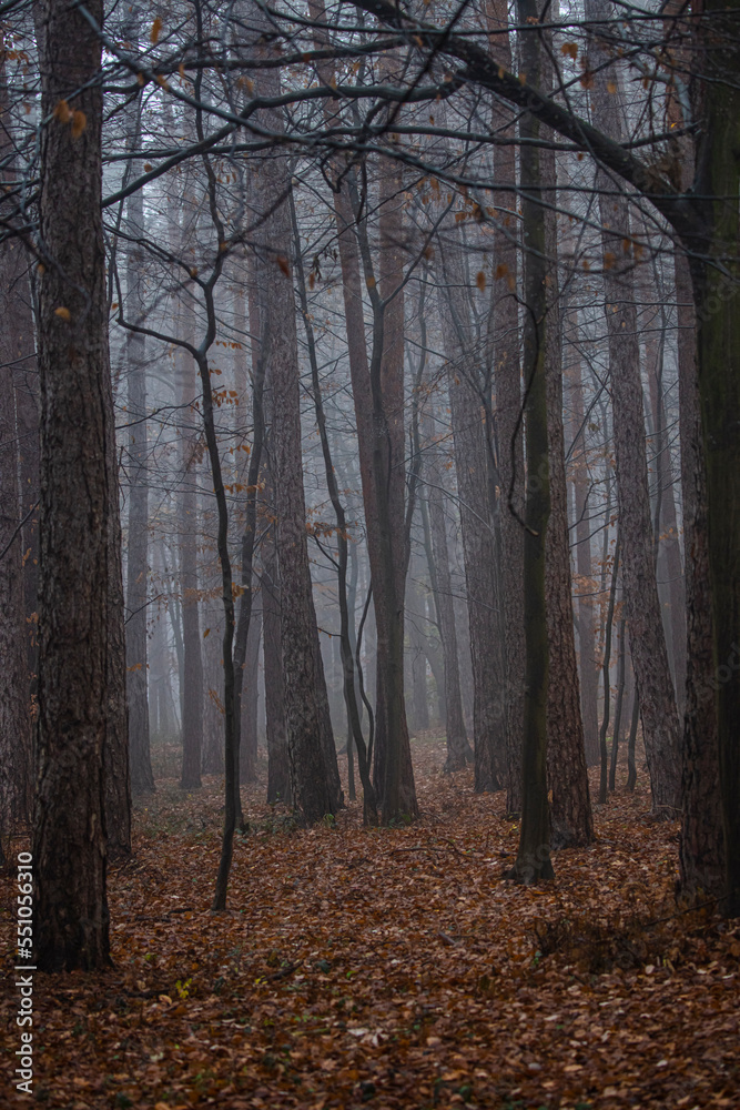 misty autumn forest in the morning misty autumn forest in the morning