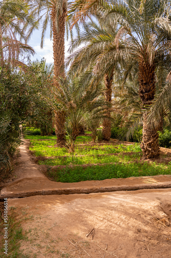A typical African oasis in a Sahara desert, Morocco. Ecological, extensive agriculture.