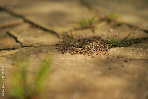 Small nest of ants in the stone floor in the sunny day