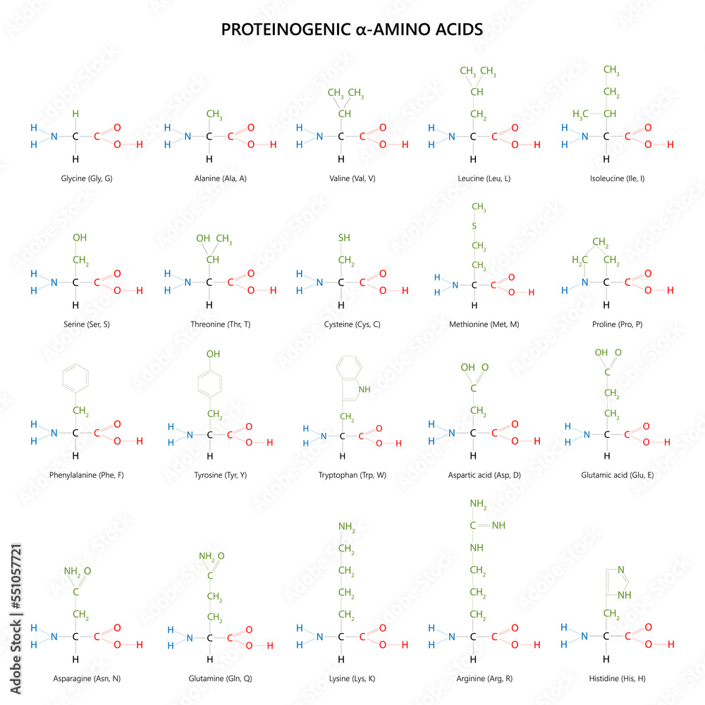 20 proteinogenic α amino acids Structural formulas Stock Illustration